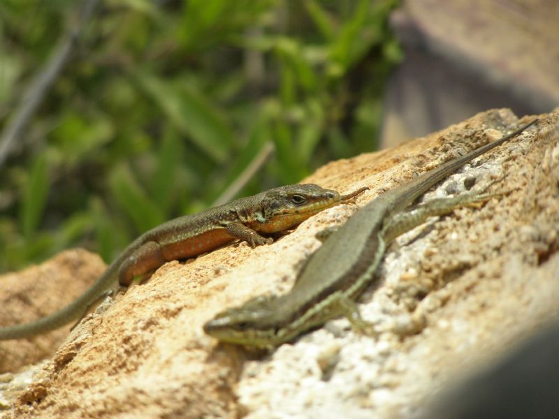 Phoenicolacerta troodica